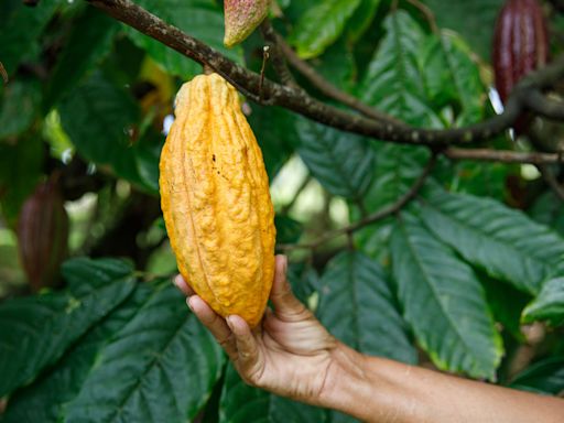 Savor the Flavor of Chocolate in the Dominican Republic