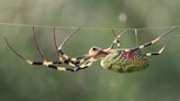 UGA Bugwood Center holds picture contest for spotting parachuting Joro spiders in Georgia