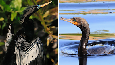 Maine residents report rare 'devil bird' sightings