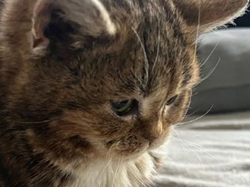 Murió Francis, el gato de 14 años que nunca creció