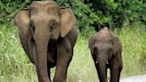 From Bornean elephants to Chilean cacti: Red list of threatened species jumps by 6,000