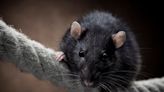 This U.S. City Tops Orkin's List of the 'Rattiest Cities' for the 9th Year in a Row