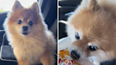 Dog experiences every emotion while at the drive-thru: "The drama"