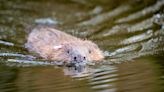 Beavers to return to London 400 years after being hunted to extinction