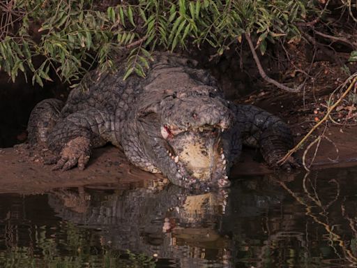 Cops Fear 12-Year-Old Taken by Crocodile While Swimming