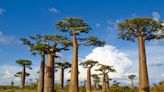 Scientists Uncover the Ancient Origins of Baobab Trees in Genetic Study