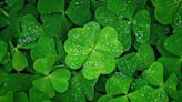 Why Are Four-Leaf Clovers Lucky—And What Should You Do If You Find One?