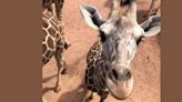 Cheyenne Mountain Zoo to celebrate its longest-necked animal on the longest day of the year!