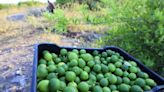 Los beneficios de beber agua con limón y sal