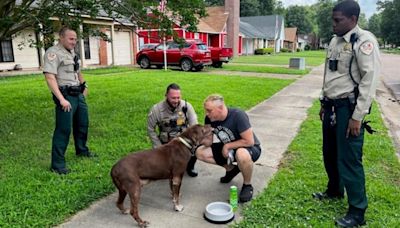 Dog taken during carjacking in Memphis found by Shelby County deputies, reunited with family