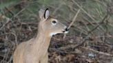 Pa. introduces new rules for hunters to limit spread of ‘zombie deer disease.’ What to know