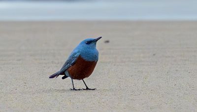 Rare bird sighting in Oregon: Amateur photographer captures stunning images