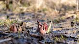 Skunk cabbage is a smelly sign that spring has sprung in Indiana's wetlands