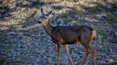 L.A. County Supervisors against use of helicopters to cull Catalina Island deer population