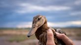 What makes a Mexican duck such an odd one? Researchers hunt for answers in Arizona