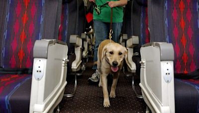 Airline offers direct flights for dogs out of New York to London, Paris, Los Angeles