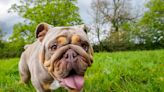 What to do if your dog accidentally ingests marijuana