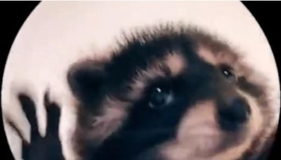 El video viral de un mapache origina la tendencia “Pedro, Pedro, Pedro” en TikTok