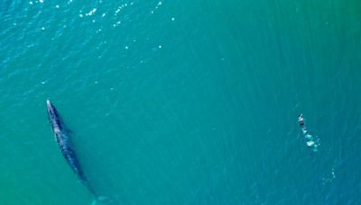 El inesperado regreso al mar patagónico de la ballena sei, desaparecida desde 1929