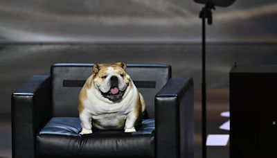 Meet Babydog, the 60-pound bulldog who stole the show at RNC convention