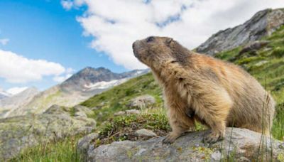 The Ancient Origins of Groundhog Day