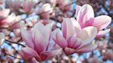 Wondering About Magnolia Flowers? Here's Everything You Want to Know