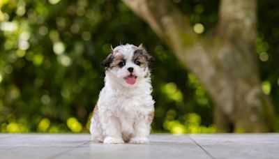 Adorable Shih-Tzu Puppy Learning to Fetch Is Too Cute to Handle