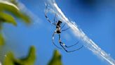 Ask Sam: Worried about Joro spiders? You shouldn't be, experts say