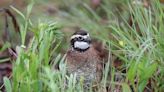 Arkansans urged to report quail, turkey sightings