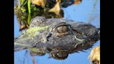 Alligators get more intimidating after study reveals they have an amazing ability