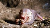 Naked mole-rats 'never stop having babies.' Now we know why.