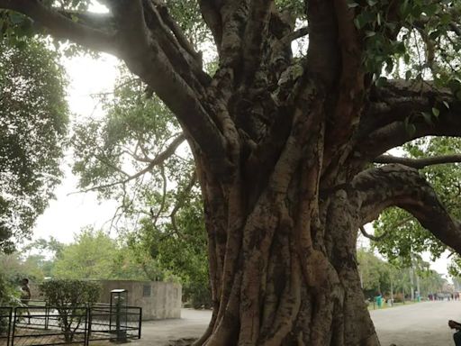 Green Farewell: To check air pollution & felling of trees, Pune launches initiative for eco-friendly cremations