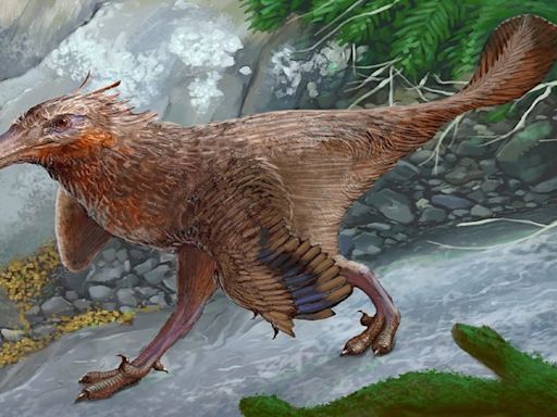 Tesoros de la Argentina: descubren restos de una especie de dinosaurio carnívoro hasta ahora desconocida