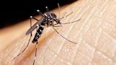 ¿Qué pasa con la temperatura? Así impacta el frío en los mosquitos aedes aegypti