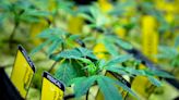 Ohio cities want to ban recreational marijuana dispensaries. Can they?