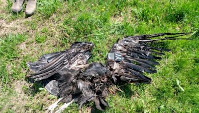 The killing of two endangered condors in Utah prompts investigation