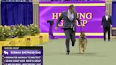 It's Reserve Best in Show at Westminster for Mercedes and her Edgerton handler
