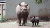 How San Francisco Zoo's Elly became America's oldest black rhino