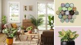 15 Places to Buy Houseplants Online