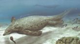 Ancient human-size sea lizard rewrites history of early armored marine reptiles