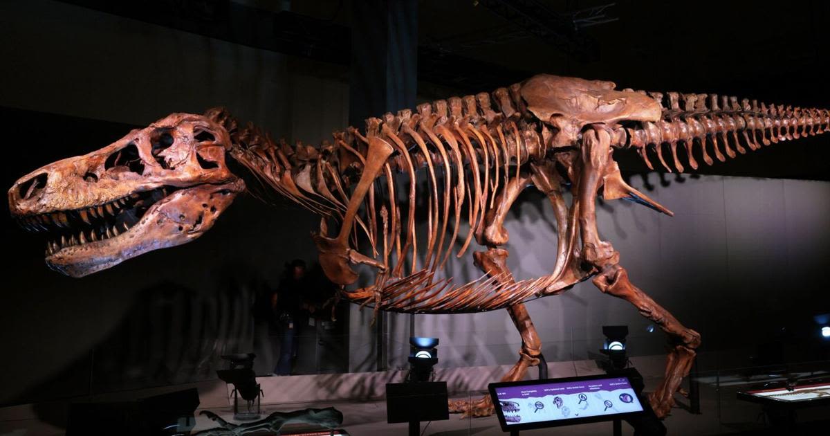 Dinosaur skeleton replica makes Tyrannosaurus rex era come to life