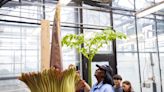 What’s next for Austin Peay’s corpse flower plant Zeus?