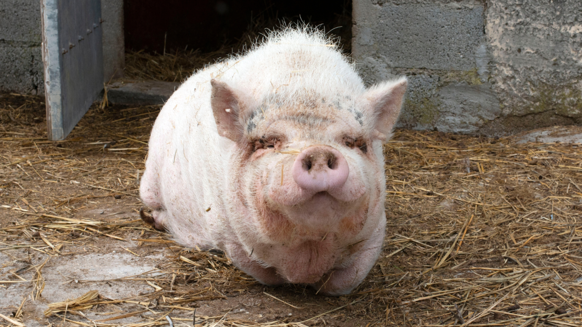 Sanctuary's Kind Treatment of Senior Pig in Their Care Is Giving People the Feels