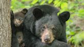 New WNC black bear, deer hunting seasons pass despite public disapproval