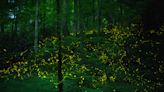 How do fireflies synchronize? The secret could unlock semi-autonomous robot technology