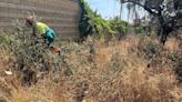 El Ayuntamiento de Córdoba desbroza las zonas del Patriarca más cercanas a las viviendas para evitar riesgo de incendio