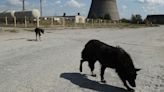 The Dogs of Chernobyl Are Experiencing Rapid Evolution, Study Suggests