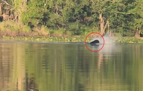 Watch: Black Bear Fights Off Two Gators While Swimming Across a Florida River