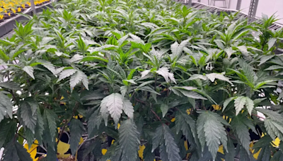 Ohio Senate wants to modify regulation of medical marijuana, adult use cannabis, hemp