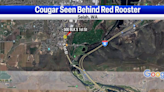 Cougar spotted in Selah, WDFW searching